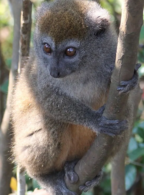 科普一下喜欢吃竹子的灰驯狐猴!-宠物网
