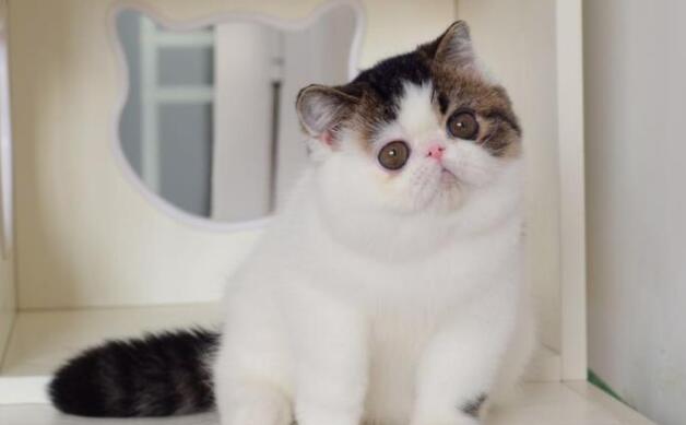 小迷妹爱宠物：养了异国短毛猫之后，终于体会到了大脸的痛苦