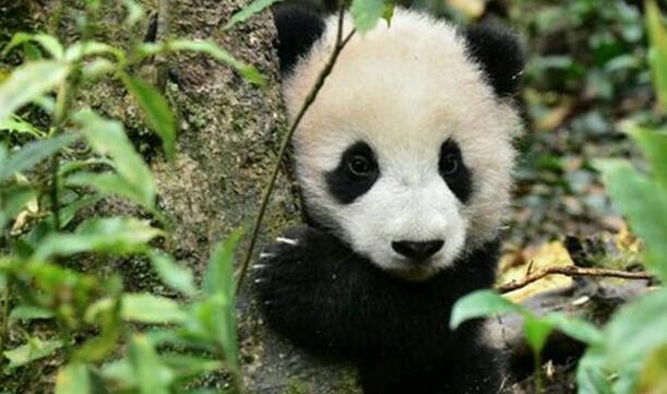 熊猫宝宝不肯回家,和奶爸玩起了捉迷藏,神结局让网友笑出猪叫 熊猫宝宝不肯回家,和奶爸玩起了捉迷藏,神结局让网友笑出猪叫