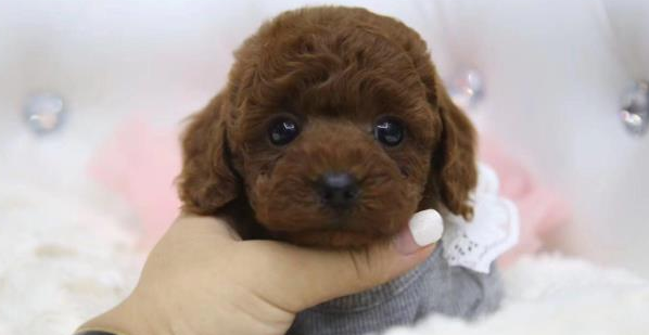 宠物狗狗也有分血型？小心不懂爱犬血型会害死它！ 