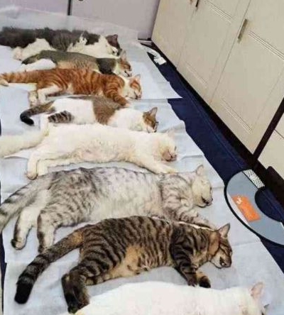8只公猫排队等待绝育,对要发生的事一无所知,这悲惨的命运啊 8只公猫排队等待绝育,对要发生的事一无所知,这悲惨的命运啊