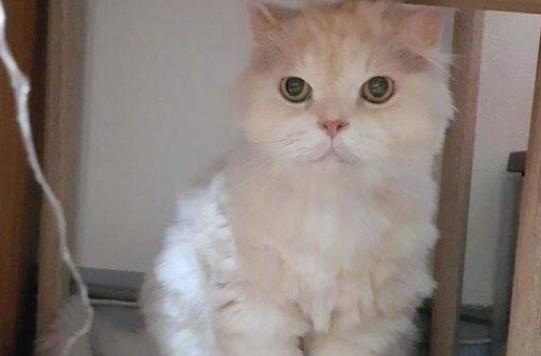 把猫咪交给男友,回家看到一个背影,妹子懵了:这是谁家的羊驼? 把猫咪交给男友,回家看到一个背影,妹子懵了:这是谁家的羊驼?