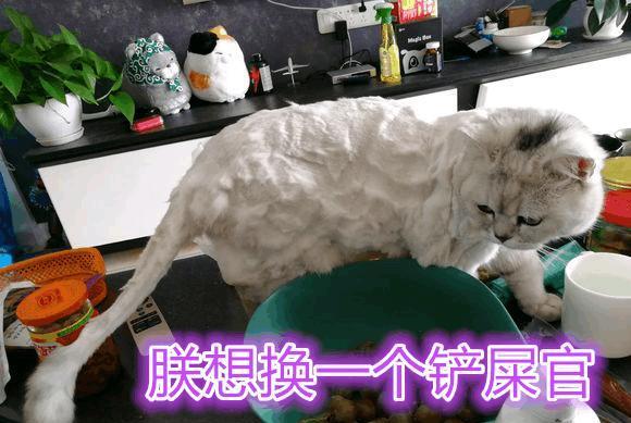 猫咪被喝醉的理发师剪了这样的发型, 酒醒后理发师哭笑不得 