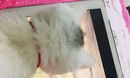 带猫咪下楼,却被一条狗吓得要死,回到家后发现它正在看动物世界 带猫咪下楼,却被一条狗吓得要死,回到家后发现它正在看动物世界