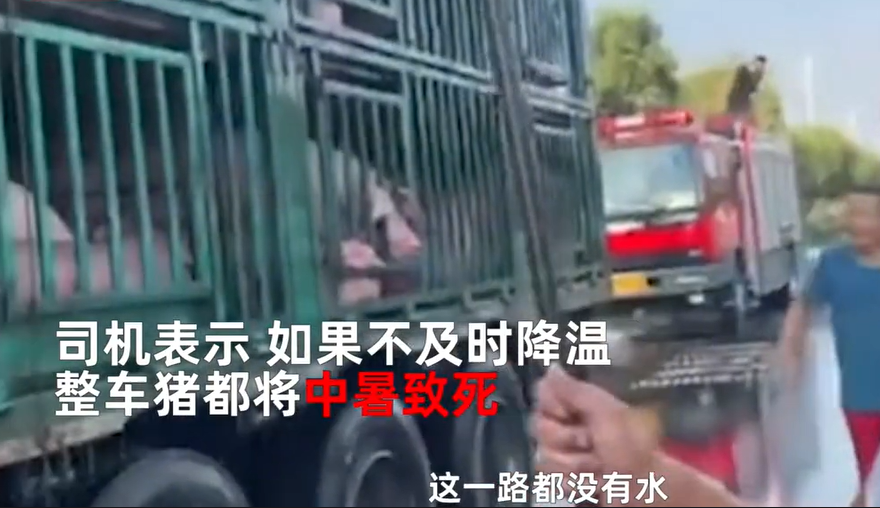 消防员救猪命