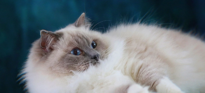 猫咪神经质跑来跑去 改善猫神经质耐心还要有方法