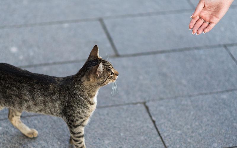 如果猫咪会说话, 那么它最想告诉你的是这几件事 如果猫咪会说话, 那么它最想告诉你的是这几件事
