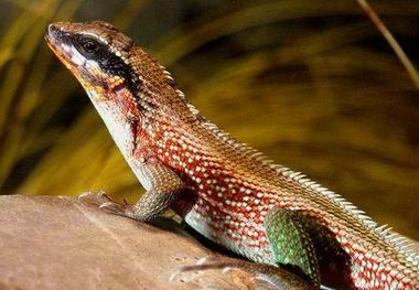 纹面弹簧蜥的小科普快来看看吧