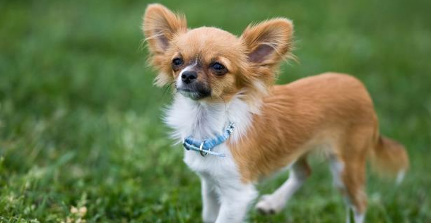 宠物狗狗也有分血型？小心不懂爱犬血型会害死它！ 