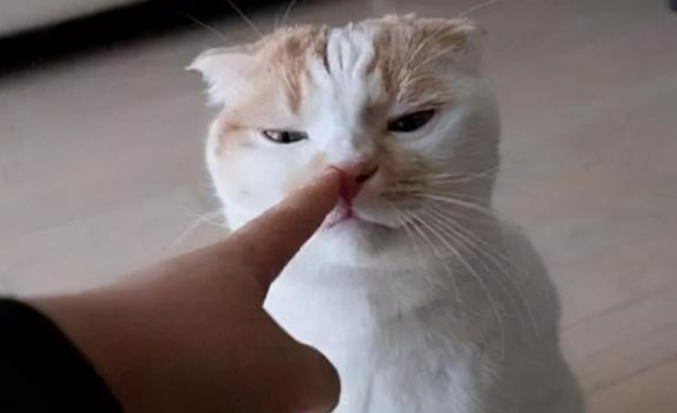 爱猫人士一定要避开这5个“禁忌”,才能愉快地撸猫! 爱猫人士一定要避开这5个“禁忌”,才能愉快地撸猫!