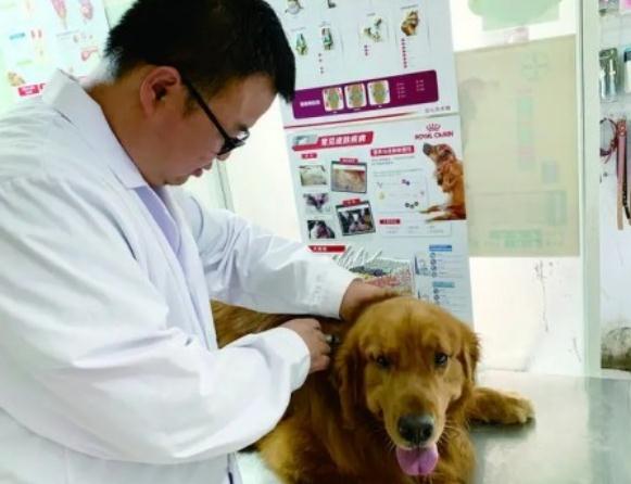 新养犬条例下月实施 再不牵好狗链子你要摊事了 新养犬条例下月实施 再不牵好狗链子你要摊事了