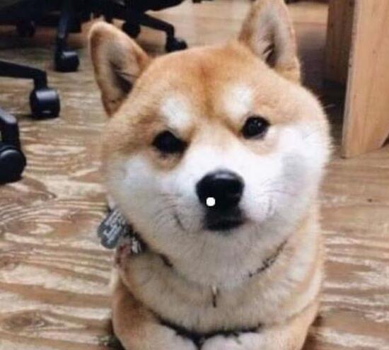胖柴犬为了不跟主人跑步减肥, 竟然装瘸, 这演技我给满分, 太心机
