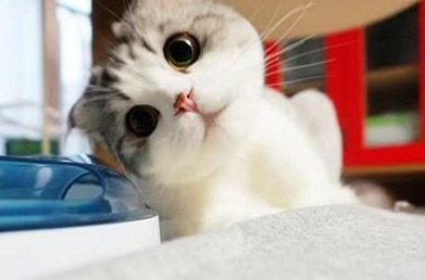女子去接水,让猫咪看着蛋糕,回来一看,瞬间被萌坏了