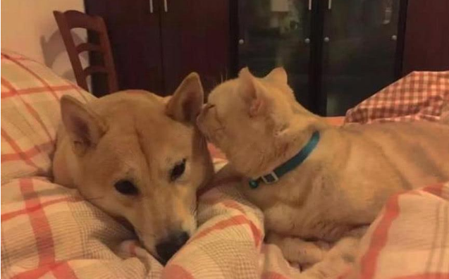 主人怕狗狗寂寞, 刻意多养一只猫咪, 几年后被它们雷的不轻