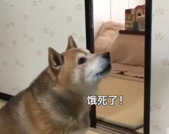 最霸气的柴犬,一旦饿了就叼着饭碗出来,摔到主人面前要求盛饭 3 最霸气的柴犬,一旦饿了就叼着饭碗出来,摔到主人面前要求盛饭 3