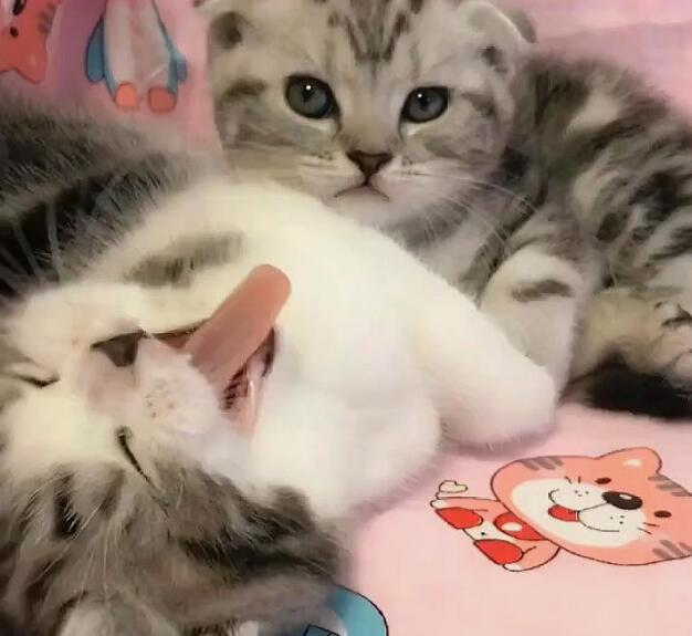 小奶猫伸爪召唤主人，主人正高兴接住，下一秒却尴尬了！
