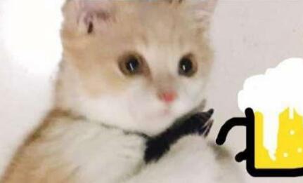 新带回家的猫咪被二哈盯上，接下来的画面主人都害羞的捂住了脸