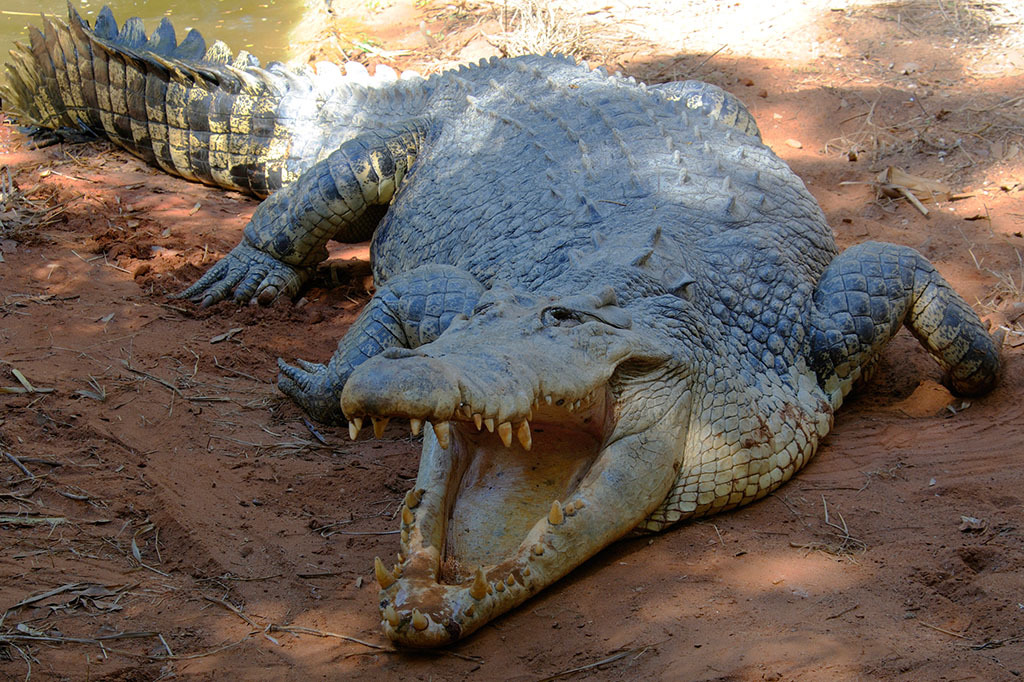 巨大的澳洲咸水鳄,你了解过吗?
