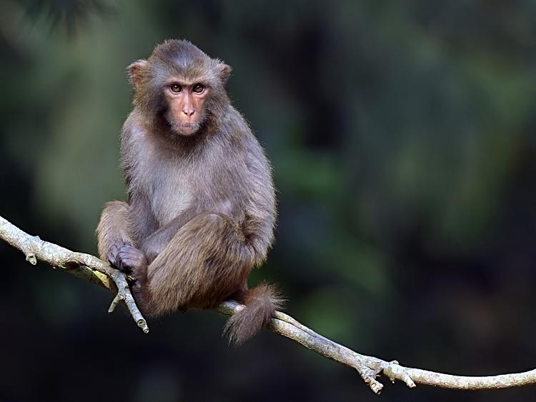 关于明打威猕猴的科普小知识不来了解一下吗