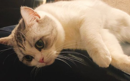 【科学养猫指南】如何科学地喂食猫咪羊奶粉？