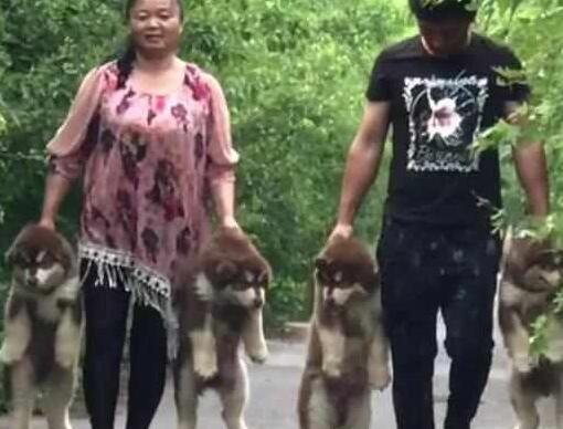 路遇主人一手提一只小阿拉斯加,路人哭笑不得! 路遇主人一手提一只小阿拉斯加,路人哭笑不得!