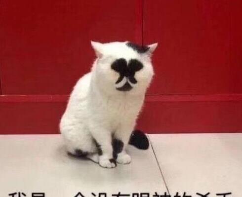漂亮的猫大同小异，“特色”的猫万里挑一，丑猫也有人爱！