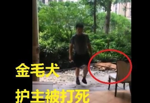 老人遭未牵绳小狗扑咬，金毛本可逃命却返回护主，被男狗主打死