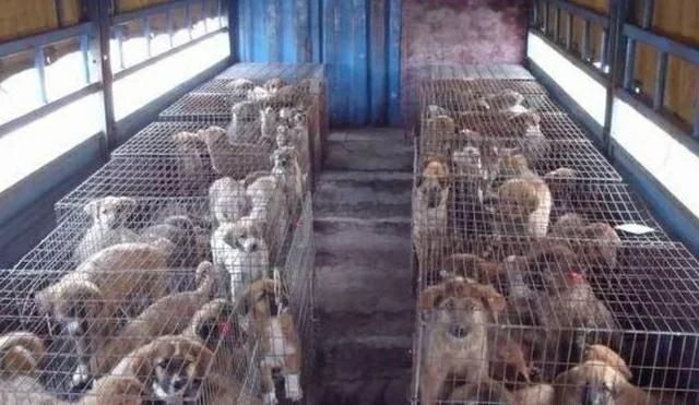150只狗进食场面，大户人家的狗就是有排场，狗狗都懂用餐礼仪