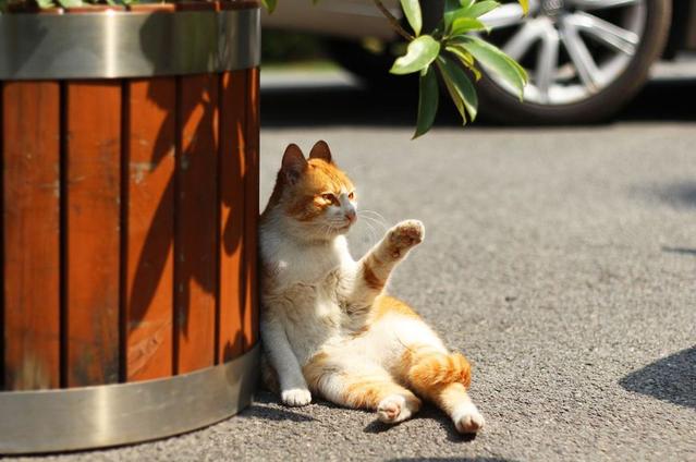 六大长寿猫咪排行榜：折耳布偶上榜，前两位都来自中华田园