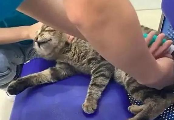 流浪猫在宠物店乘凉,却被店员捉去做绝育,猫咪:我只是蹭个空调.jpeg 流浪猫在宠物店乘凉,却被店员捉去做绝育,猫咪:我只是蹭个空调.jpeg
