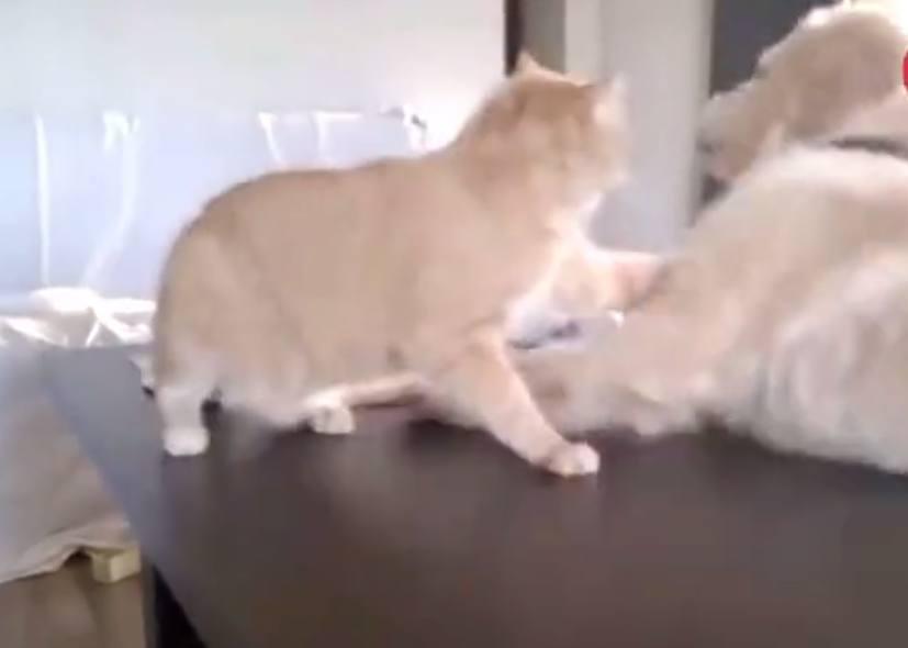 金毛没事找茬挑衅猫咪, 被猫咪一巴掌打蒙了, 这金毛是真欠打! 