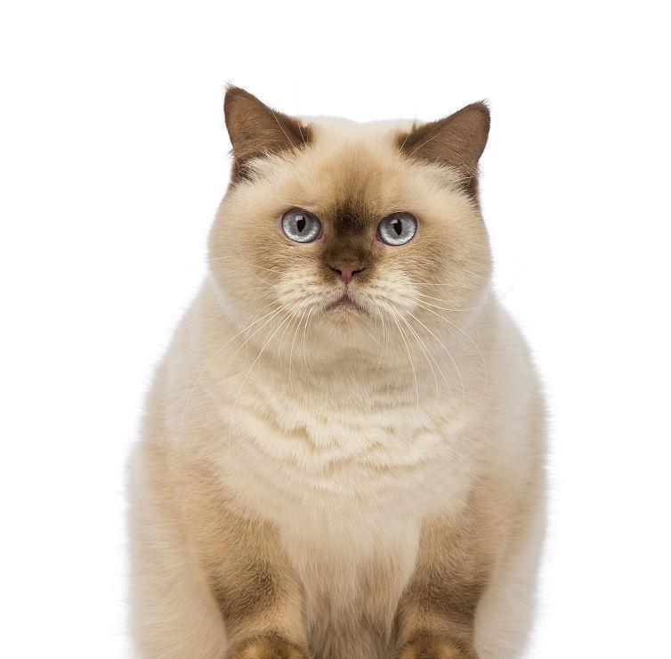 如果猫咪会说话, 那么它最想告诉你的是这几件事 如果猫咪会说话, 那么它最想告诉你的是这几件事