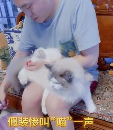 江苏一爸爸给猫咪剪指甲，宝宝大哭“它疼”，随后心机猫上线