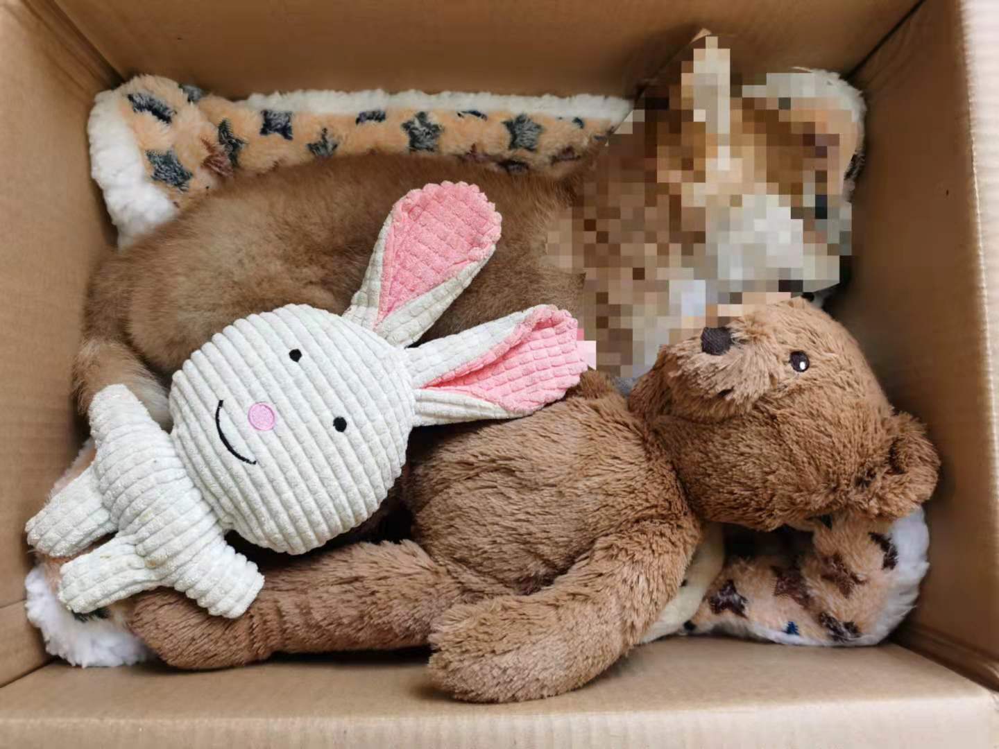 宠物去世，都有哪些纪念它的方式呢？
