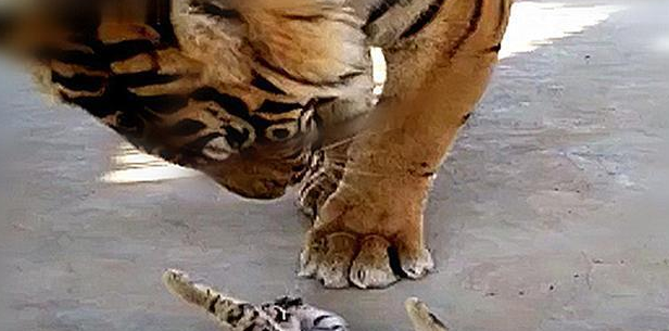 饲养员为刺激老虎心情，放了1只猫咪进去，再去看时被惊喜到了