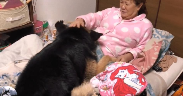德牧被金毛打败后,回家后不吃不喝,女主人都心疼坏了 德牧被金毛打败后,回家后不吃不喝,女主人都心疼坏了