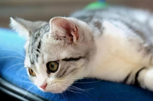 如果你在养猫，那么劝你别做这“7件蠢事”