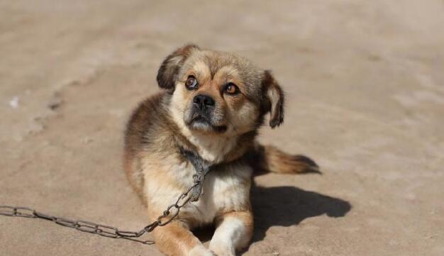 中华田园犬已快被遗忘,然而它们身上有这4个优点 中华田园犬已快被遗忘,然而它们身上有这4个优点