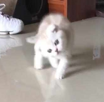 猫咪起床后头总歪着，主人不放心送去医院