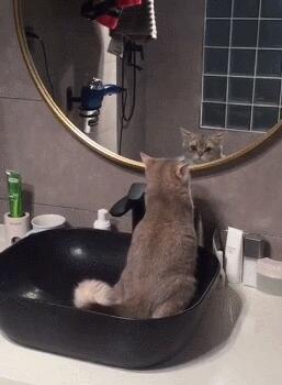 洗脸台变猫厕所，主人气得冒烟！猫：拉粑粑都这么美～