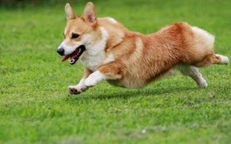 法院：犬主人应承担赔偿责任