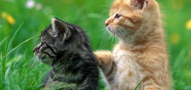 宠物猫咪生病了你知道吗？有些征兆千万不可轻忽！
