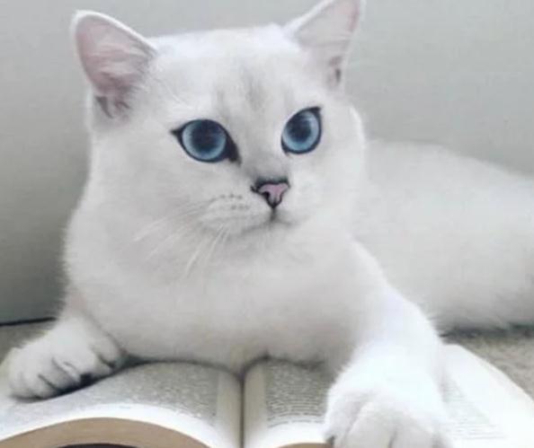 怎样起出高颜值的猫名，才能符合猫主人的独特？