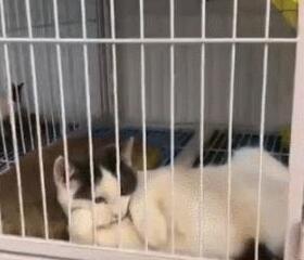 小猫咪搔首弄姿，猫：我美吗？网友：我竟然被一只猫撩到了