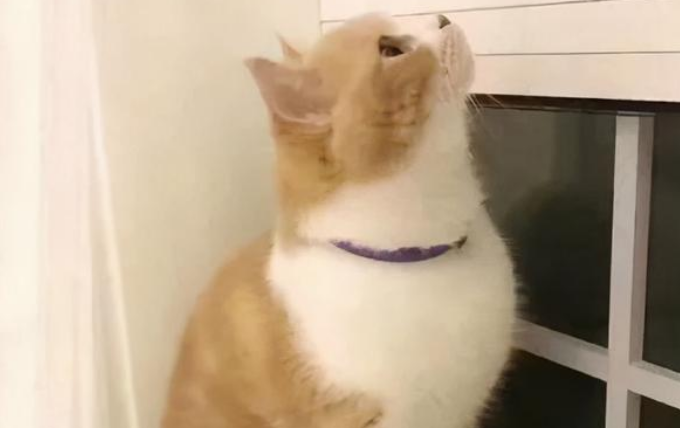 爱猫人士一定要避开这5个“禁忌”，才能愉快地撸猫！