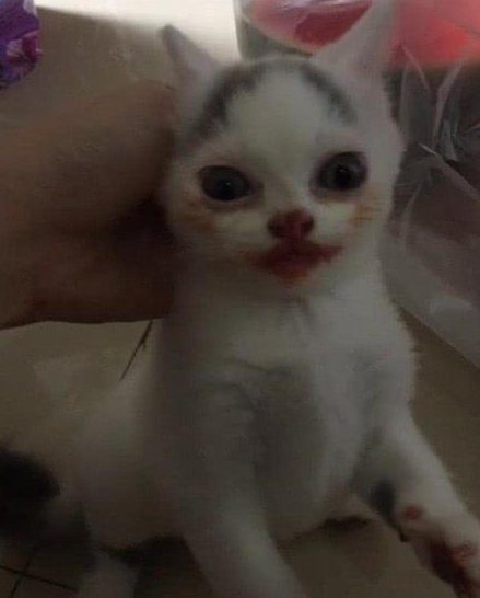 猫偷吃西瓜被发现，男子将猫拎起来时，忍不住笑喷
