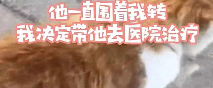 流浪猫身上插着根钢针，以为是恶作剧，看清后流下了眼泪