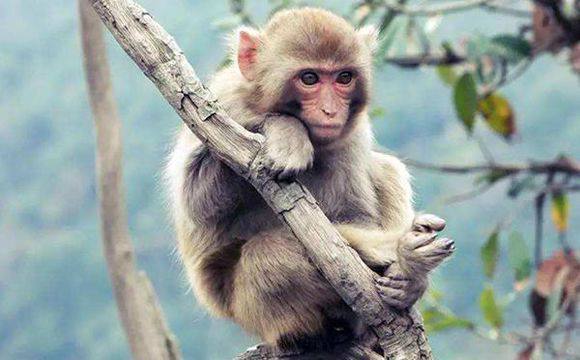 你对猴子了解多少呢，这篇文章为你科普猴子的小知识！