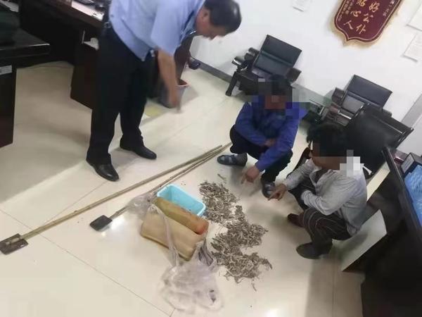河南两男子捕猎490只壁虎,称用来治病,均被刑拘,律师解读原因 河南两男子捕猎490只壁虎,称用来治病,均被刑拘,律师解读原因
