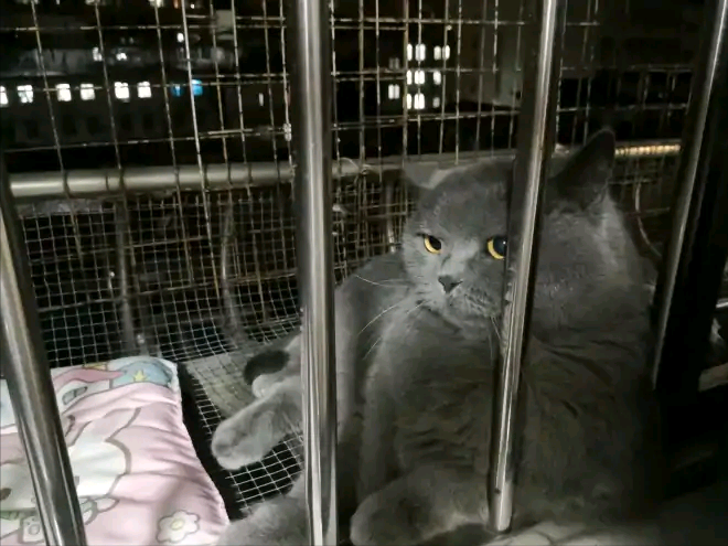 养了七年的猫咪突然抓狂咬主人